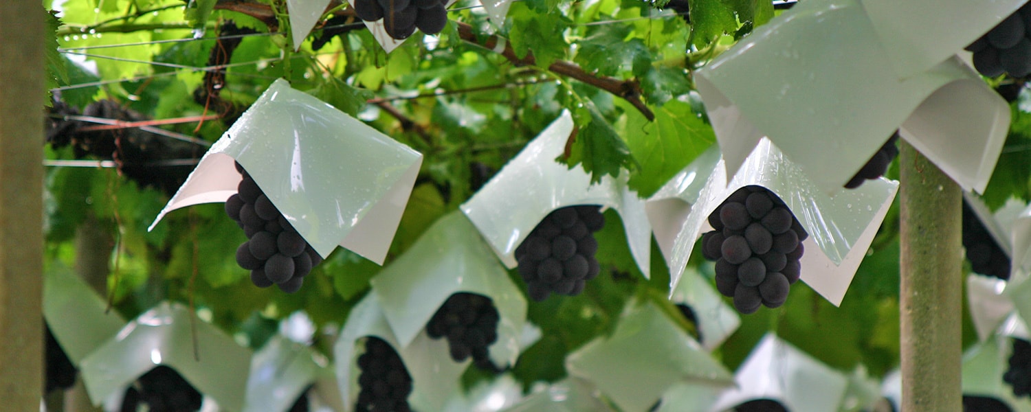 grape.jpg