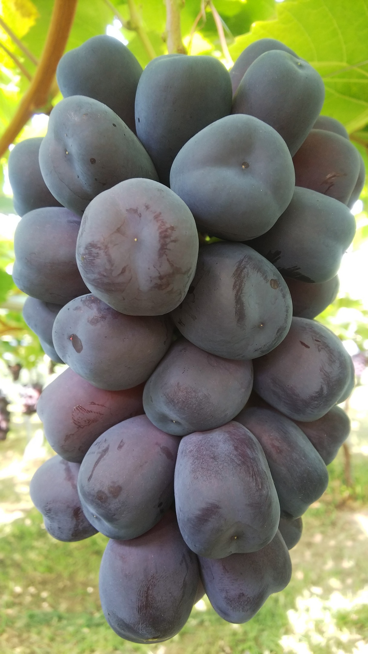 山梨のぶどう小林農園にこっと種無しシャインマスカット