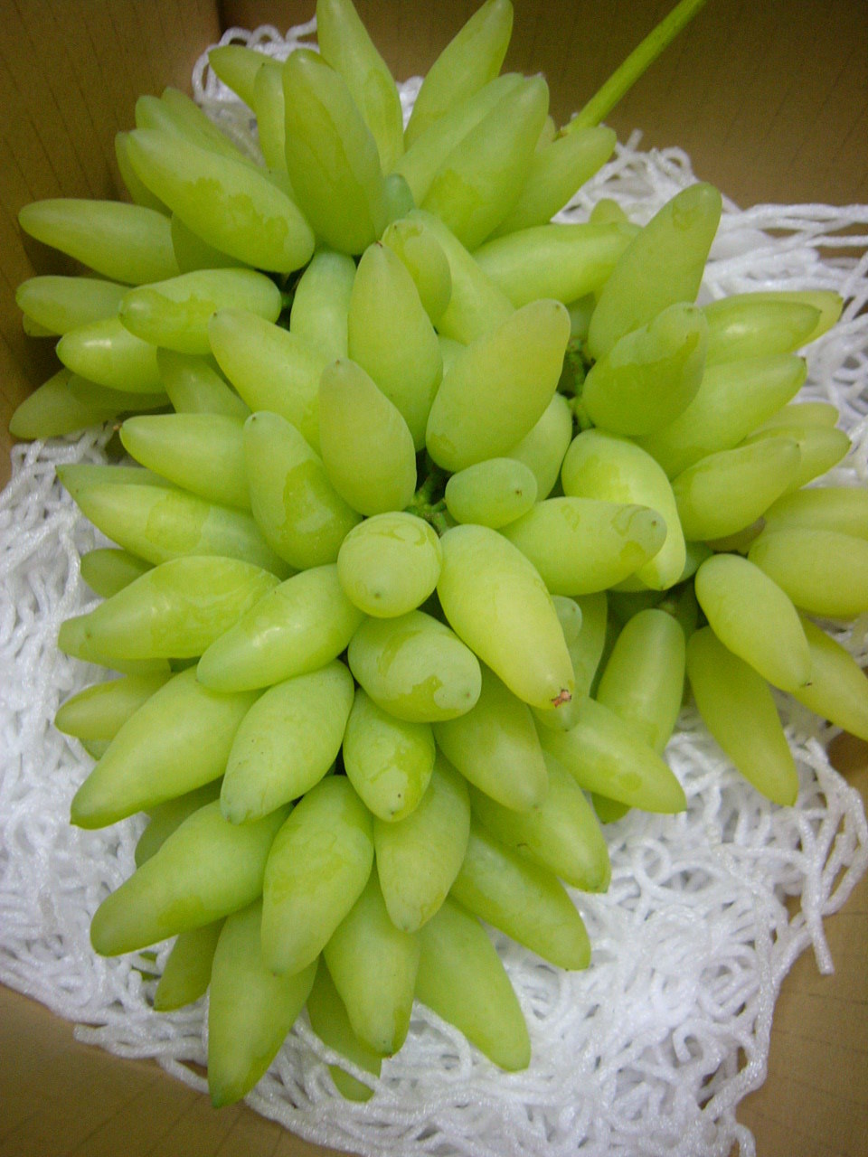 山梨のぶどう小林農園にこっと種無しシャインマスカット