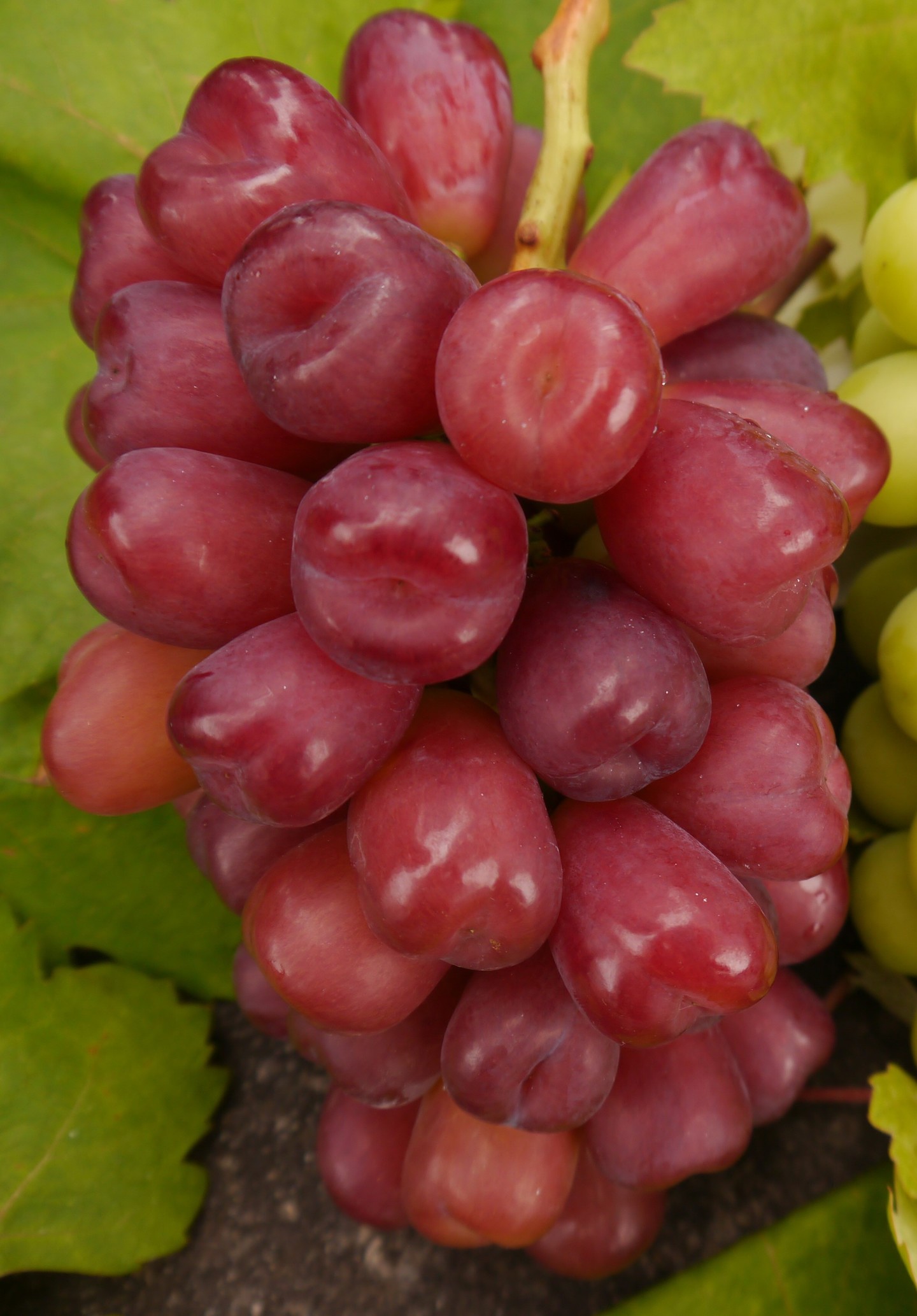 山梨のぶどう小林農園にこっと種無しシャインマスカット