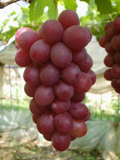 山梨のぶどう小林農園にこっと種無しシャインマスカット