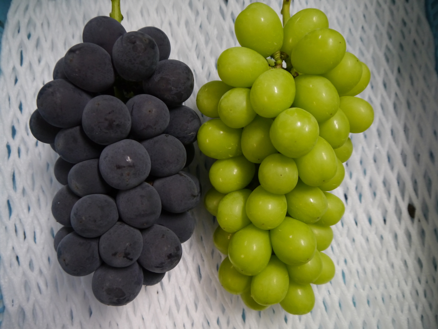 山梨のぶどう小林農園にこっと種無しシャインマスカット