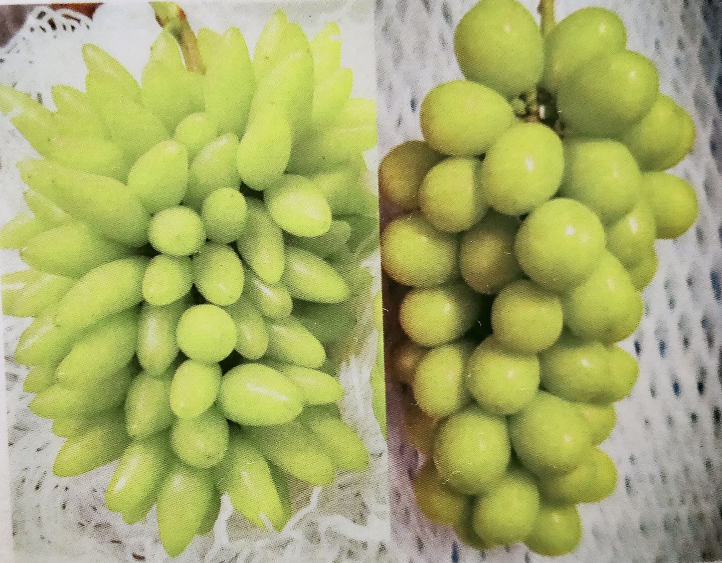 山梨のぶどう小林農園にこっと種無しシャインマスカット