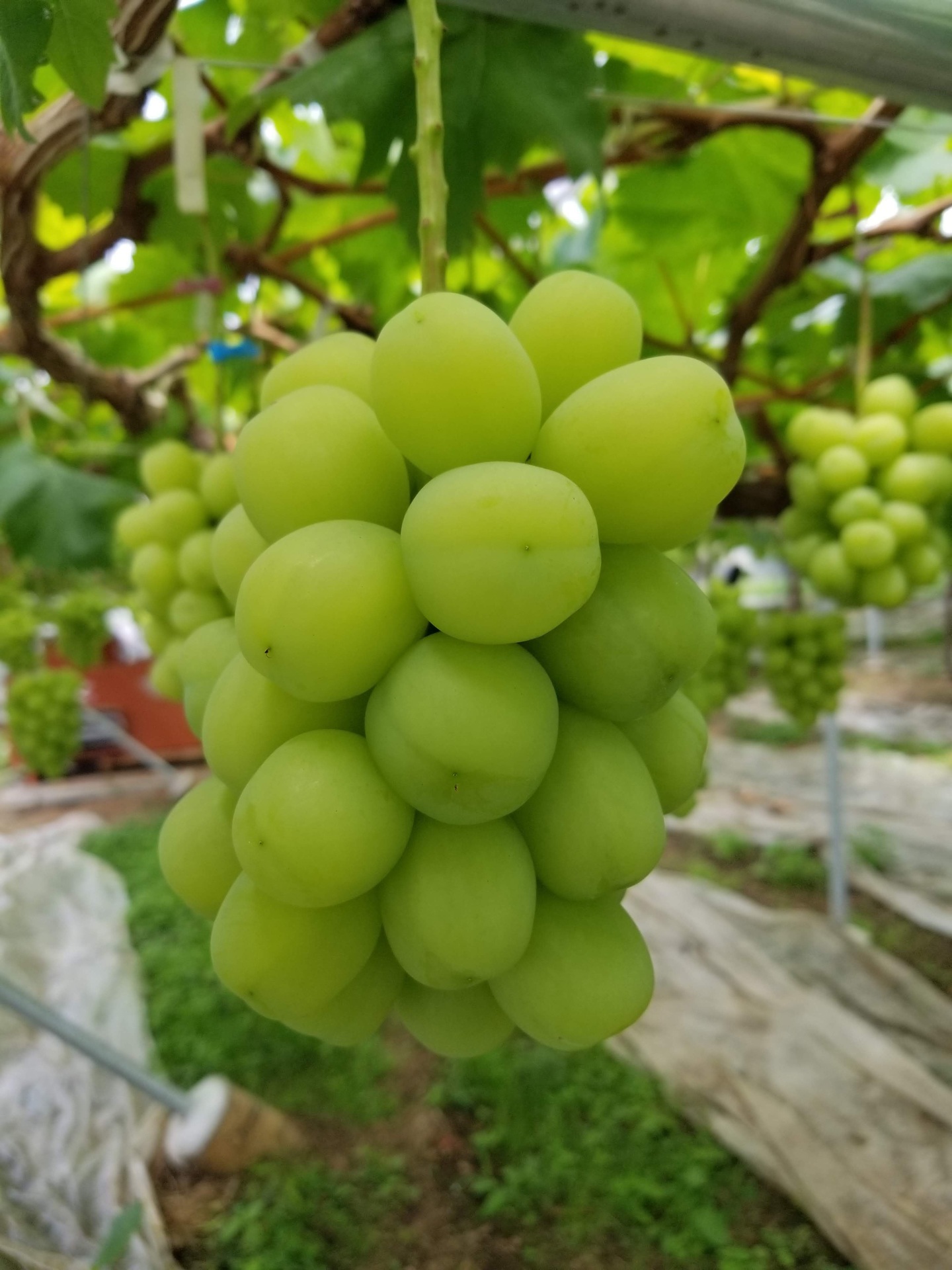 山梨のぶどう小林農園にこっと種無しシャインマスカット